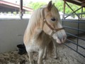 Suwannee County Fair